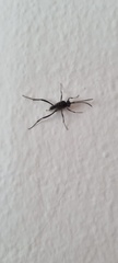 Evania appendigaster