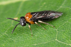 Eutomostethus ephippium