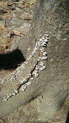 Fungi