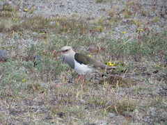 Vanellus resplendens