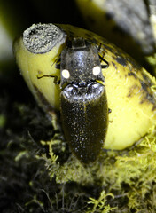 Ignelater havaniensis