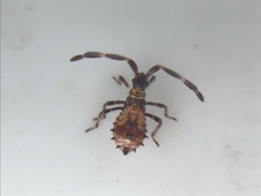 Coreus marginatus