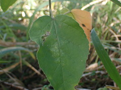 Croton rivularis