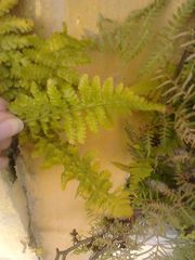 Dryopteris filix-mas
