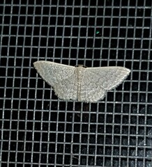 Idaea eretmopus