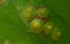 Didymomyia tiliacea