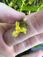Xyris platylepis