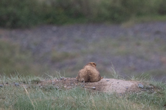 Marmota baibacina