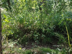 Impatiens glandulifera