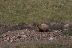 Marmota baibacina