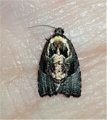 Asthenoptycha hemicryptana