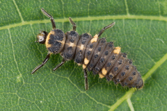 Ceratomegilla notata