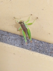 Pseudoxya