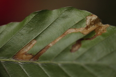 Stigmella hemargyrella