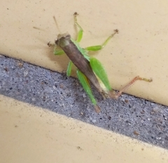 Pseudoxya