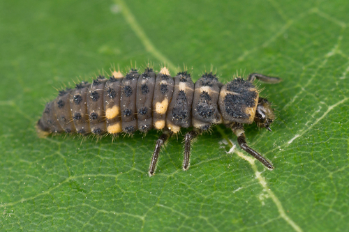 Notated Lady Beetle