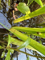 Xyris platylepis