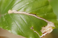 Stigmella hemargyrella