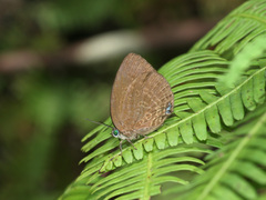 Arhopala amphimuta