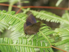 Arhopala amphimuta