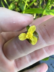 Xyris platylepis