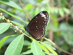Euploea crameri