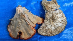 Piptoporellus soloniensis