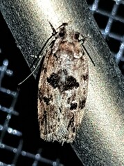Barea melanodelta