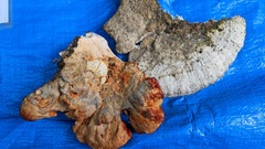 Piptoporellus soloniensis