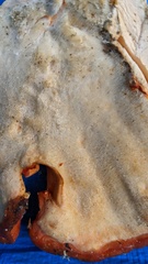 Piptoporellus soloniensis