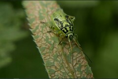 Brachycoleus decolor