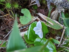 Scopula floslactata