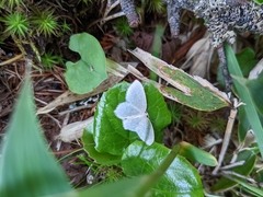 Scopula floslactata