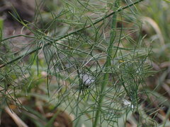Asparagus divaricatus