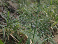 Asparagus divaricatus