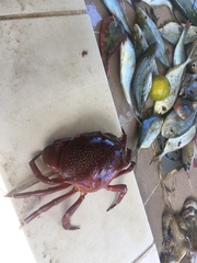 Carpilius corallinus