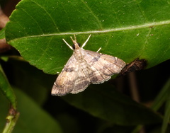 Diplopseustoides mineti