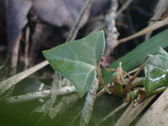 Senecio macroglossus