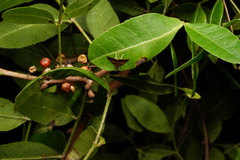 Diplopseustoides mineti