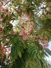 Albizia julibrissin