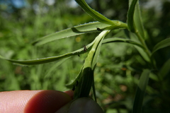 Uroleucon ensifoliae