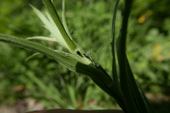 Uroleucon ensifoliae