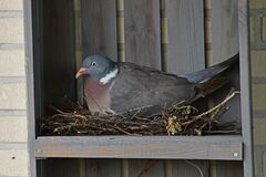 Columba palumbus