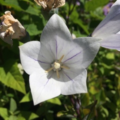 Platycodon grandiflorus
