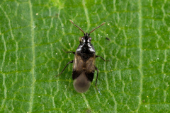 Orius niger
