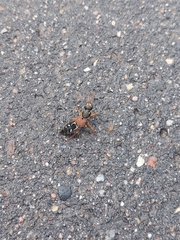 Staphylinus caesareus