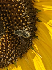 Megachilidae
