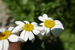 Anthaxiini
