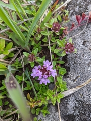 Thymus quinquecostatus