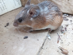 Acomys wilsoni